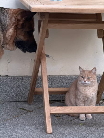 An eye-level shot captures a ginger cat and a German Shepherd dog separated by wooden furniture in what appears to be an outdoor or semi-enclosed domestic space. The cat, with light ginger fur and piercing green eyes, dominates the right side of the frame, peering over a horizontal wooden beam. Its head is tilted inquisitively, and it looks directly at the viewer. Its front paws are visible resting on a dark grey, speckled stone or concrete surface.

On the left side, beneath the wooden structure, the head and upper body of a German Shepherd dog with black and brown fur are partially visible, suggesting it is resting or observing. The wooden elements, likely parts of a chair or small table, are made of light-colored wood, creating a visual barrier between the two animals.

The background features a plain, light-colored wall with some signs of wear and discoloration. The ground is a textured, dark grey stone or concrete, showing subtle signs of outdoor exposure like small patches of moss or debris. The lighting is bright and even, indicating daytime conditions. There is no visible text in the image. The scene portrays a moment of quiet observation between the two animals in Sapronovo, Russia.