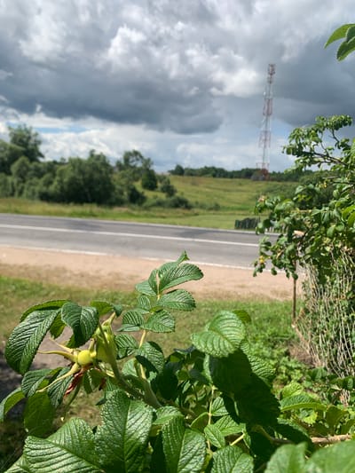 In the foreground of the image, a plant with large, serrated green leaves and a small, immature yellow fruit is in focus. Behind it, a two-lane asphalt road runs horizontally across the frame, bordered by a grassy shoulder and a dirt area. In the middle ground, a slightly rolling green hill is visible with a scattering of trees and bushes. Dominating the background is a tall, red and white lattice tower, likely a telecommunications tower, under a dramatic, cloudy sky with patches of blue peeking through. The scene appears to be a rural or semi-rural landscape, possibly on the outskirts of Відзаўскі сельскі Савет, Belarus.