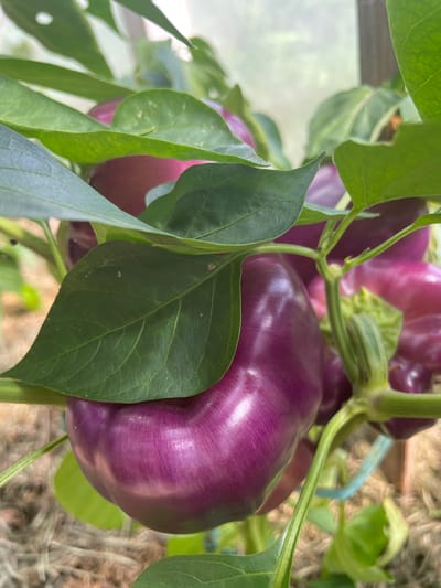 In Puhja, Estonia, a close-up, eye-level shot captures a vibrant purple bell pepper growing on a plant, partially obscured by lush green leaves. The pepper is plump and glossy, showcasing its deep purple hue. Its smooth skin reflects the ambient light, highlighting its rounded form. Several other purple peppers and green leaves are visible in the background, suggesting a healthy crop. The plant appears to be in a greenhouse or protected outdoor growing area, as indicated by the faint structure visible in the upper right corner and the dry, straw-like ground cover. The focus is sharp on the main pepper, with the background softly blurred, creating a shallow depth of field that emphasizes the fruit.