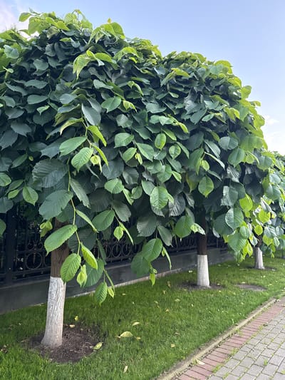 The image shows a row of trees with sculpted foliage, possibly trimmed into a hedge-like shape. The trees have white-painted trunks, a common practice for protection or aesthetic purposes. They are planted in a grassy area with a paved walkway made of brick on the right side. A black metal fence runs along the edge of the trees, separating them from the grassy area. The sky is visible at the top left of the image, appearing bright, suggesting it is daytime. The leaves are a vibrant green, indicating good health and possibly spring or summer. The overall scene is one of a well-maintained public space, possibly a park or a street lined with trees. The photo is taken from a low angle, looking upwards towards the trees and the sky. There is no visible text in the image. The location context provided is Vnukovo, Russia, which fits the description of a temperate climate where such landscaping would be common.