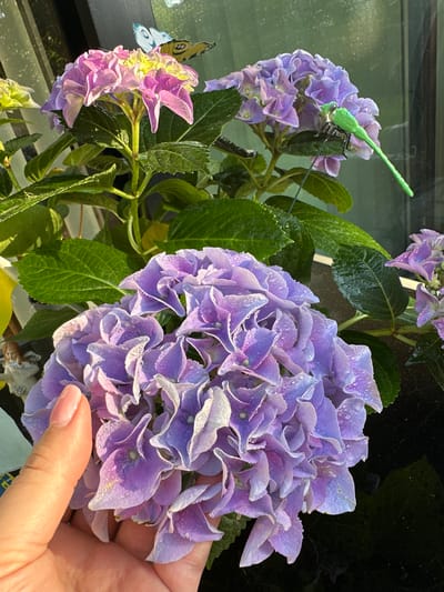 A close-up shot captures a hand gently holding a cluster of purple hydrangeas, glistening with water droplets. The hydrangeas are in full bloom, with some fading into a lighter pink and yellow hue at the top. Behind the foreground flowers, other hydrangeas in various stages of bloom are visible, along with lush green leaves. A decorative green dragonfly is perched on one of the flowers, and a yellow and blue butterfly adorns another. The background appears to be a window or glass surface reflecting the outdoor environment. The scene is likely from a garden or balcony in Krefeld, Germany, given the context.