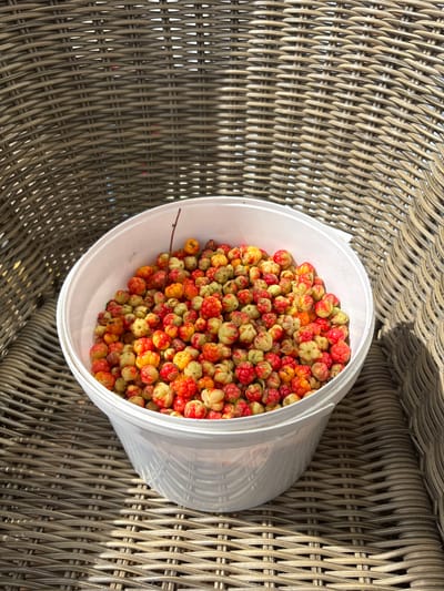 A white bucket filled with cloudberries is placed on a wicker chair outdoors. The berries are a mix of red and yellow, indicating they are in various stages of ripeness. The wicker chair has a textured pattern of interwoven strands. The lighting suggests it is daytime, with shadows cast across the scene. The location is identified as Slavyanka, Russia.