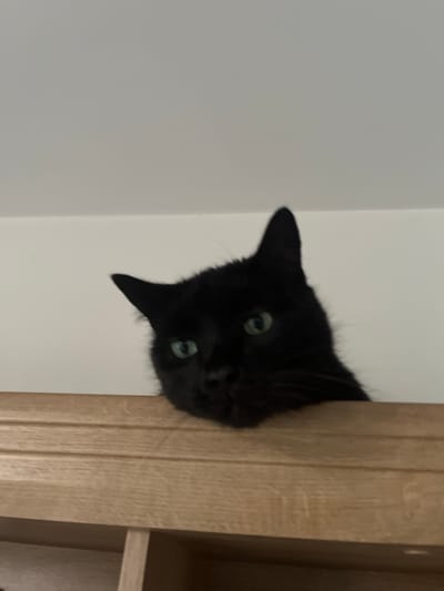 A black cat with green eyes is peeking over a wooden shelf. The cat's head is the primary focus of the image, with only its upper body visible. The background is a plain, light-colored wall. The scene appears to be indoors, possibly in a home or an apartment in Zabrze, Poland.