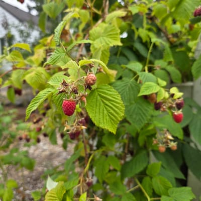 The image shows a close-up of a raspberry bush with several ripe and unripe raspberries, along with green leaves. The raspberries are a mix of vibrant red and pinkish hues, some still developing on the branches. The leaves are various shades of green, with some showing serrated edges. The background is blurred, suggesting a shallow depth of field, with hints of a light-colored structure, possibly a building or fence, and a textured surface that could be ground or a wall. The lighting appears to be natural, indicating it was taken outdoors during daylight. There is no visible text in the image. The scene conveys a sense of nature and the process of fruit ripening.