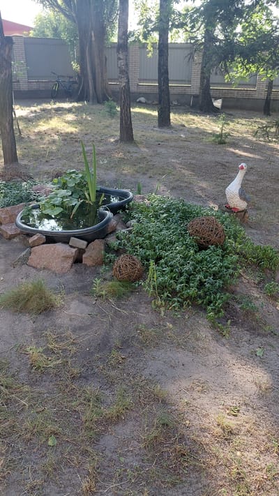 The image depicts a garden area in Borodianka, Ukraine, likely from a residential property. In the foreground, a small, irregularly shaped pond filled with water and lily pads is surrounded by rough-hewn stones. Adjacent to the pond is a dense patch of green ground cover, with two large, spherical woven decorations placed within it. To the right, a decorative garden statue of a goose with a white body, gray wings, and a red beak and feet stands on a wooden stump. In the background, several trees with thick trunks and green foliage are visible, and beyond them, a light-colored fence and a building can be seen. A bicycle with a yellow frame and black wheels is parked near the fence. The ground is a mixture of soil, sparse grass, and dry leaves, indicating a natural, somewhat unkempt outdoor environment. The lighting suggests a sunny day.
