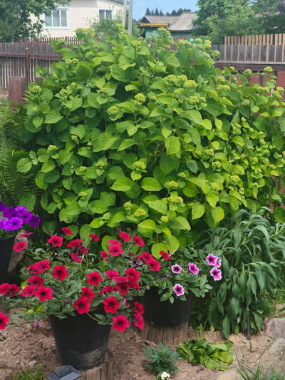 This media file captures a vibrant garden scene bathed in bright daylight under a clear sky, suggesting a warm, sunny day. The foreground is dominated by a lush, green hydrangea bush with numerous developing flower heads, hinting at an early summer bloom. Surrounding the hydrangea are several potted plants featuring striking red petunias and purple petunias. The red petunias are in full bloom, cascading over the edges of their black pots, while the purple petunias add a contrasting splash of color.

Behind the floral display, a rustic wooden fence forms the backdrop. Beyond the fence, glimpses of houses with beige and gray siding are visible, along with trees and vegetation, indicating a residential area, likely a dacha or a house with a garden. The ground is covered in a mixture of soil and small stones, with a few larger rocks scattered around, adding to the natural aesthetic of the garden. The overall impression is one of a well-tended, lively outdoor space, likely in a rural or suburban setting. The image conveys a sense of peacefulness and the beauty of nature in full growth. No people are visible in the scene, and there is no discernible text within the image. The time of day appears to be late morning or early afternoon due to the bright sunlight and shadows. The location context provided is Kady, Russia.