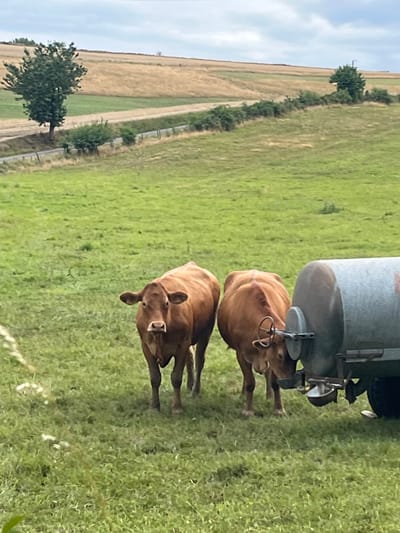 The image depicts a rural scene in Callbach, Germany. Two brown bovine subjects are positioned in the foreground of a green pasture. The cow on the left stands front-facing, observing the viewer. The cow on the right is actively drinking from a metallic trough attached to a large, grey, cylindrical water tank, which is partially visible on the far right. The tank appears to be mounted on wheels. In the midground, a narrow unpaved road or path is visible, bordered by a hedgerow and scattered small trees. The background consists of undulating agricultural fields, displaying areas of both green and dry, golden vegetation, beneath an overcast sky.