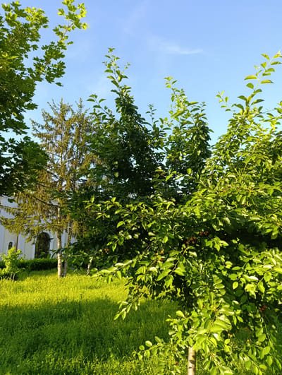 In Razgrad, Bulgaria, a sun-drenched scene unfolds with vibrant greenery and a clear blue sky. In the foreground, a lush cherry tree is laden with ripe red cherries, its branches heavy with foliage. Behind it, a tall, slender pine tree stands stoically, its needles catching the sunlight. To the left, a portion of a white building, possibly a church, peeks through the trees, its architecture suggesting a historical presence. A verdant lawn, bathed in the warm glow of the sun, stretches out, creating a tranquil and inviting atmosphere. The overall impression is one of natural beauty and peaceful serenity.
