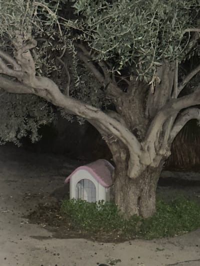 The image displays an outdoor scene, likely at night or in very low light, set in Engomi, Nicosia, Cyprus. A prominent feature is a large, old tree with a thick, gnarled trunk and twisted branches, densely covered in dark green foliage, characteristic of an olive tree. Its robust form dominates the left and central portions of the frame.

To the right of the tree's base, a unique, small, white pod-like structure is nestled into what appears to be ground cover or a low wall. This object has a distinct curved, pinkish-purple roof or upper section and features a rectangular window with horizontal panes. It resembles a miniature dwelling or a stylized garden feature, possibly a small animal shelter. Green ground cover, appearing as low bushes or grass, surrounds the base of the tree and partially obscures the white structure.

The ground surface visible in the foreground and beneath the tree is a paved or concrete area. There are no people visible, and no specific activity is occurring. The overall mood is quiet and still, emphasizing the natural and man-made elements within the dimly lit environment. No visible text is present in the image.