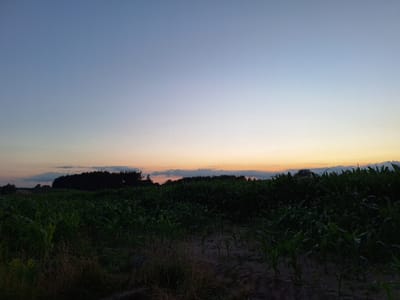 The image depicts a rural landscape at dusk, likely in the vicinity of Łomża, Poland. In the foreground, a field of young corn plants stretches across the frame, with some dry grass and dirt visible in patches. The plants are green and appear to be in early stages of growth.
The middle ground features a dense line of dark trees, silhouetted against the fading light of the sky. A few faint lights, possibly street lamps or distant structures, can be observed amongst the trees on the left side of the image.
The sky occupies the upper half of the image and transitions from a deep blue at the top to lighter shades of blue and then a soft orange and yellow hue near the horizon, indicating sunset or twilight. Wispy clouds are scattered across the sky, particularly near the horizon. The overall atmosphere is calm and serene, characteristic of a rural evening. No people or animals are visible in the scene.