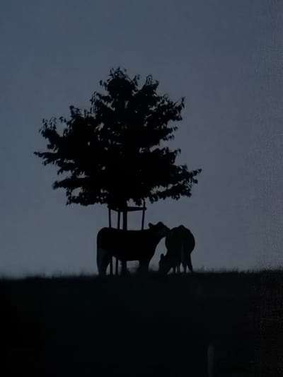 The image is a silhouette of a tree and two cows against a dusky sky. The tree is in the center of the frame and appears to be a deciduous tree with a full canopy. A dark, square support structure is visible around the base of the tree trunk. To the right of the tree, two cows are standing on a dark, grassy foreground. One cow is larger and facing towards the left, while the smaller cow is positioned in front of it and appears to be grazing with its head down. The foreground is a dark, undefined area, possibly a field or hillside, with a slightly lighter horizon line. The sky is a uniform, dark grey, suggesting it is either dusk or dawn. The overall impression is one of a rural landscape. Without additional context, the specific location in Junglinster, Luxembourg cannot be determined from the image alone.