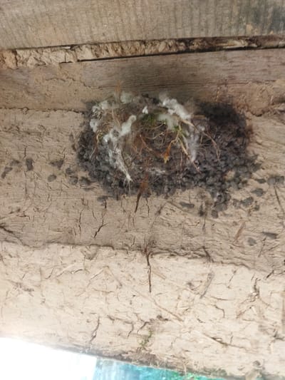 The image shows a bird's nest constructed from mud, twigs, and white fluffy material, possibly down or cotton, attached to a wooden beam in what appears to be an outdoor setting. The wooden beams are weathered and rough. The nest is situated above a cracked, mud-like surface. The overall scene is natural and appears to be located outdoors, possibly in a rural or semi-rural environment. There are no people or specific city landmarks visible that would definitively place it in Sosnivka, Ukraine.