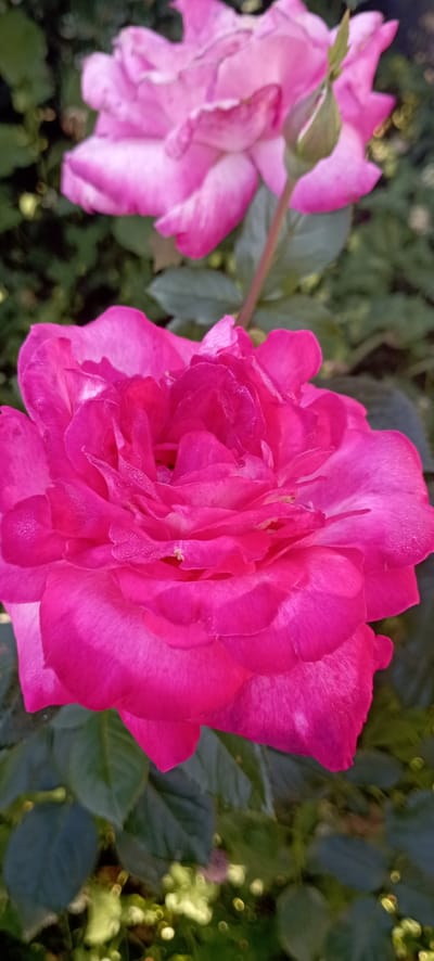 A close-up, vertical shot of a vibrant pink rose in full bloom, its petals unfurling and showing a delicate dusting of water droplets. A second, less defined pink rose is visible in the upper portion of the frame, slightly out of focus. The background consists of lush green foliage and some out-of-focus bokeh effects, suggesting a garden setting. The scene is static and depicts a natural outdoor environment. The photograph was taken in Radisne, Ukraine.