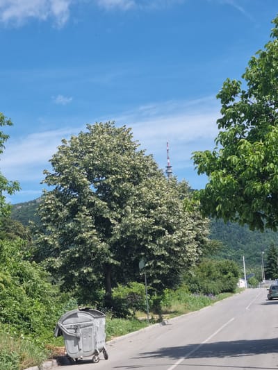 The image captures a view of a street in Belogradchik, Bulgaria. In the foreground, a large, gray dumpster is positioned on the left side of the road. The road itself is paved and curves upwards and to the right. On the right side of the road, a dark-colored car is visible driving away from the viewer.
The background is dominated by lush greenery. A large, mature tree with light-colored blossoms or leaves is prominent in the center, with another tree with dense green foliage on the right. Beyond the trees, rolling hills covered in dense vegetation rise up. In the distance, a tall radio tower with red and white sections stands against a bright blue sky dotted with white clouds. The overall impression is a somewhat rural or suburban street scene on a clear, sunny day.