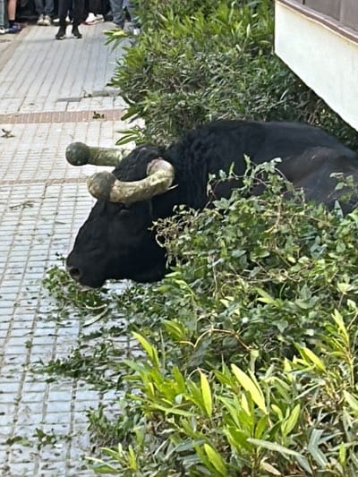 A black bull is lying in a bed of green vegetation beside a sidewalk in Vejer de la Frontera, Spain. The bull is mostly obscured by the leaves, but its head and long horns are visible. Pedestrians are walking on the sidewalk behind the bull. The sidewalk is made of square gray tiles. A wall is visible behind the vegetation.