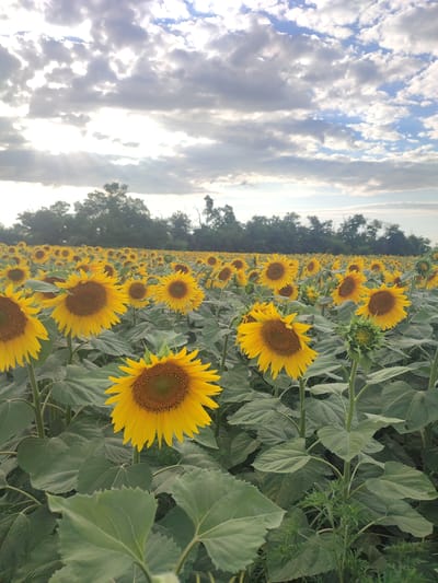 The image shows a vast field of sunflowers under a cloudy sky. The sunflowers are in various stages of bloom, with some in full flower and others as buds. The sky is filled with dramatic clouds, with patches of sunlight breaking through. In the background, a line of trees forms a dark silhouette against the sky. The overall impression is one of natural beauty and abundance. The location is specified as Филимоновская, Russia, suggesting this is a rural or agricultural area known for sunflower cultivation. There are no people or animals visible in the image.