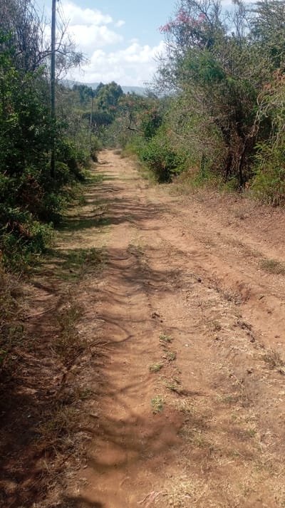 The image displays an unpaved, reddish-brown dirt road or track extending into the distance under a blue sky with scattered white clouds, located in Mosop ward, Kenya. The road surface is uneven, marked with visible ruts and depressions consistent with vehicular and foot traffic, and features sparse patches of dry grass and loose soil. Shadows from overhead vegetation are distinctly cast across the path. Dense, mixed green and brown foliage, comprising shrubs and trees, lines both sides of the track, with some trees exhibiting bare branches or sparse red/pink blossoms. A tall, slender utility pole stands amidst the vegetation on the left side of the track in the mid-ground. In the far background, a range of hills or mountains is visible along the horizon. No individuals, animals, or other artificial objects are present in the scene. The environment indicates bright daylight conditions.