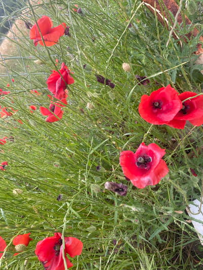 A close-up, eye-level, vertical shot captures a patch of vibrant red poppies growing in dense green grass. The poppies are in various stages of bloom, with some fully open and others still buds or wilting. The grass is tall and somewhat wild, with thin blades and spiky seed heads. A weathered metal fence runs diagonally across the background, with glimpses of more poppies and a reddish-brown, textured object, possibly a piece of rusted metal or wood, on the far right. The lighting suggests it is daytime, with bright, natural light illuminating the scene. The image appears to be taken outdoors in a natural setting, likely a field or roadside. There are no people or animals visible. The overall impression is of a lively and untamed floral display.