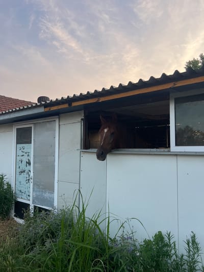 A brown horse's head and neck are visible, looking out of a window of a white stable building. The horse has a white blaze on its forehead. The stable has a corrugated roof with yellow trim. The building is surrounded by greenery, including tall grass and some flowering plants. The sky is visible in the upper left portion of the image, with some clouds and hints of trees. The overall scene suggests a rural or agricultural setting, possibly a farm or equestrian facility. The lighting suggests it is either early morning or late evening, given the soft sky and light. No visible text is present. The location is Chaidefto, Greece.
