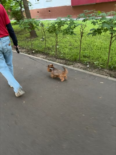 A person, seen from behind, walks on a paved path beside a grassy area with small trees. The person wears a red long-sleeved shirt, light blue jeans, and tan shoes. They are holding a leash attached to a small brown dog with a harness. The dog is walking to the right, ahead of the person. In the background, a building with a red upper section and white lower section is visible. The scene appears to be in a city park or residential area.