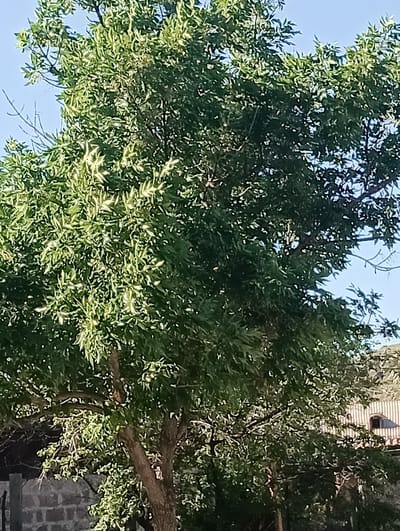 An image captures a dense green tree in the foreground against a clear blue sky. The tree's branches are laden with leaves, creating a thick canopy. In the background, a building with a tiled roof and arched windows is visible, suggesting an outdoor, possibly rural or semi-urban, setting in Talin, Armenia. A brick wall and fence can be seen at the lower left, further indicating a structured area. The overall scene is calm and natural, with no people or animals present.