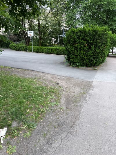 The image shows an outdoor scene with a basketball hoop in the background, a paved area, and a large green bush. Trees and hedges are visible behind the basketball hoop and around the paved area. A small white dog is partially visible in the lower left corner of the image, standing on a patch of grass and dirt. The environment suggests a park or recreational area. The image does not contain sufficient information to determine the specific location in Oslo, Norway.