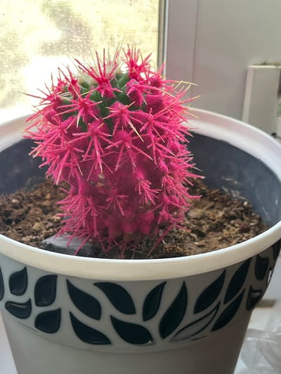 A close-up, medium shot captures a vibrant, artificially colored pink cactus potted in a white and gray patterned ceramic pot. The cactus, with its green body, is covered in dense, spiky pink filaments and yellow spines. The pot contains dark soil and is positioned near a window, with diffused daylight filtering through the blinds, creating a soft, textured background. The scene is static, with no visible human presence or activity. The setting appears to be an indoor environment, likely a windowsill, in a city in Turkmenistan.