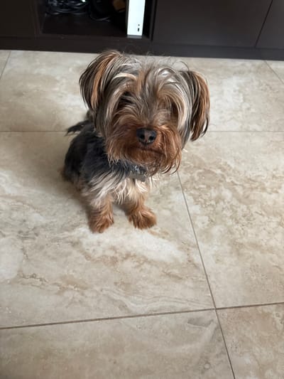 A small domestic dog, identified as a Yorkshire Terrier, is seated centrally on a light-colored tiled floor, looking directly towards the viewer. The dog exhibits a bi-colored coat, featuring steel-blue/grey and black fur on its body and top of the head, contrasting with tan/golden-brown fur on its snout, chest, and paws. Its facial hair is shaggy, partially obscuring the eyes, and a dark, moist nose is prominent. A dark collar with a rectangular metallic tag is visible around its neck. The floor is composed of large, light beige or off-white ceramic tiles with subtle, irregular brown marbling patterns and visible grout lines. In the upper left background, a dark brown wooden cabinet or furniture item is present, with an array of black electronic cables and a white, upright electronic device, possibly a game console, featuring a vertical slot and small indicator lights. The scene is illuminated by an indoor light source. The image lacks specific visual identifiers to confirm its location within the city of León, Mexico.