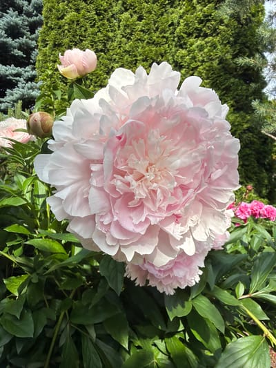 This media file is a close-up, outdoor photograph of a large, light pink peony flower in full bloom. The flower is the primary subject, with its many delicate petals unfurling in layers. To the left of the main peony, a smaller, closed pink peony bud is visible, along with another bud further down. In the background, to the left, is a dense, green shrub, possibly a hedge. Behind the main flower, and slightly out of focus, is a cluster of smaller, brighter pink flowers, likely also peonies. The rest of the background is filled with the dark green foliage of the peony plants, casting shadows and suggesting a sunny day. The lighting indicates it is likely daytime, with the sun highlighting the petals of the main flower. The overall scene is one of a vibrant garden. There is no visible text. The location context is Baloži, Latvia.