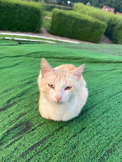 A ginger and white cat sits on artificial turf. The cat is facing the camera, with its head tilted slightly upwards. Its eyes are green, and its whiskers are long and white. The cat's fur is a light ginger color on its head and back, with white on its chest and belly. The turf is green with black stripes. In the background, there are several hedges that appear to be forming a maze. The lighting suggests it is daytime, possibly late afternoon given the direction of the shadows. The environment appears to be an outdoor recreational area or garden.