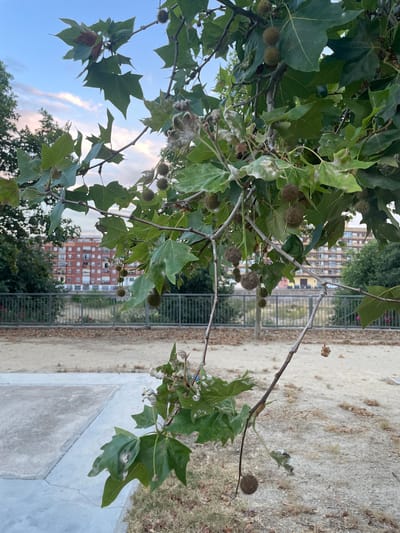 A branch with green leaves and several spherical seed pods hangs in the foreground, partially obscuring a building in the background. The building is a tall, multi-story structure with a red brick facade and numerous windows. Behind the building, a fence runs horizontally across the middle ground, separating it from a sandy area with sparse vegetation. The sky above is partly cloudy with hints of pink and orange, suggesting it might be dusk or dawn. The image appears to be taken in an outdoor urban setting, likely a park or public space in Sagunto, Spain.