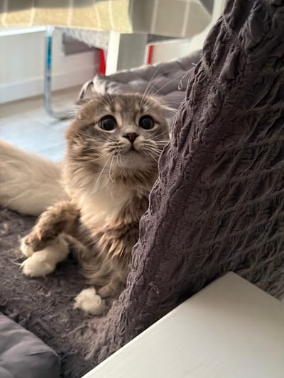 A fluffy grey and white cat is positioned on a dark grey, textured blanket. The cat has large, dark eyes and is looking upwards. Its front paws are visible, with one resting on the blanket and the other bent. To the right of the cat, a dark grey, textured fabric object, possibly a piece of furniture or a blanket, rises upwards. In the background, a blurred image shows what appears to be furniture with a light-colored fabric covering and metallic legs, suggesting an indoor setting. The lighting in the image is soft, casting some shadows. There is no indication of the location being in Vovchynets, Ukraine.