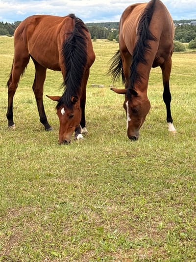Two brown horses are grazing in a grassy field. The horse on the left is closer to the viewer and is facing to the right, with its head down. It has a white marking on its forehead. The horse on the right is further away and is facing to the left, also with its head down. It has a white marking down its nose. Both horses have black manes and tails. The field is green with patches of brown earth. In the background, there are trees and some buildings, suggesting a rural or semi-rural setting. The sky is partly cloudy. This scene is consistent with the landscape found in or around Galinė, Lithuania, which is known for its agricultural and natural scenery.