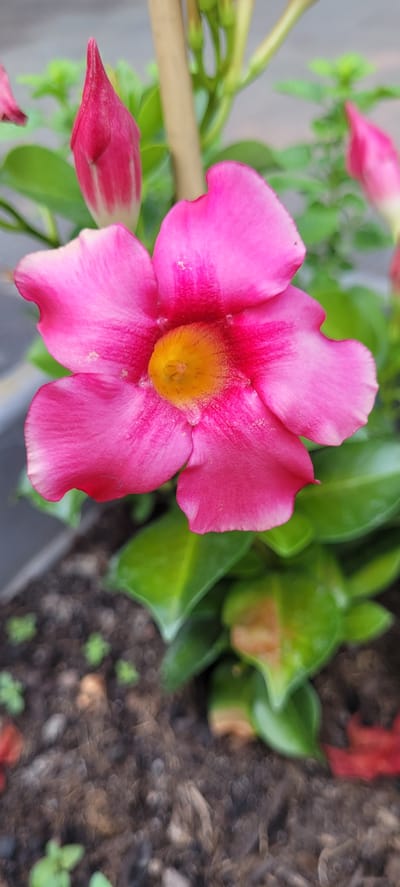 The image shows a close-up of a bright pink Mandevilla flower in bloom, with a yellow center. The flower has five petals, with a slight curl on the edges. One pink bud is visible to the left of the flower, and other buds and green foliage are in the background, slightly out of focus. The flower is growing in a planter filled with dark brown soil, with small green seedlings visible in the soil. A thin, light-colored stake is supporting the plant. The scene appears to be outdoors, possibly in a garden or patio. There are no people or animals visible in the image. The location is not specified within the image itself, and therefore, it is impossible to determine the location in the city of Dietzenbach, Germany.