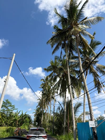 The image captures a sunny day in Tampaksiring, Indonesia, with a clear blue sky dotted with white clouds. A row of tall palm trees lines a road, their fronds casting shadows. A silver SUV is driving on the road, with part of its interior visible in the foreground. A utility pole with wires stands to the left of the road, and lush green vegetation, including banana trees, grows along the sides. A bright blue fence is visible on the right, with a sign pointing towards "Diwali" and "INDIAN RESTAURANT." The overall scene depicts a tropical road with a mix of natural and man-made elements.
