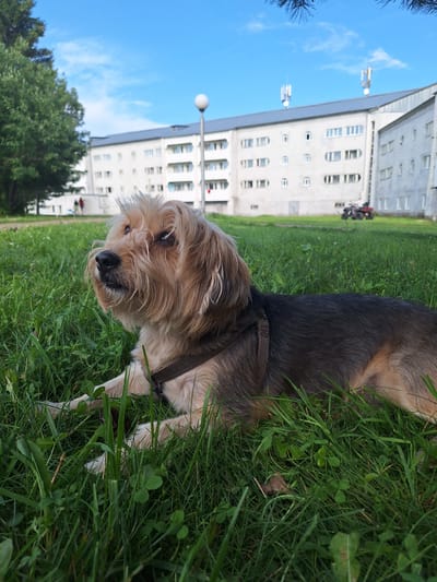 A small, shaggy dog with light brown and black fur lies in lush green grass. The dog is wearing a brown harness and is looking to its left with its mouth slightly open. In the background, a large, pale apartment building with multiple windows stretches across the scene. A tall, spherical lamp post stands in front of the building to the left of center. Two people are visible walking in the distance near the building. To the right of the building, a red all-terrain vehicle is parked. The sky above is a clear blue with a few wispy white clouds. The scene appears to be set in a residential area, possibly a park or common space, in the city of Atamanovka, Russia.