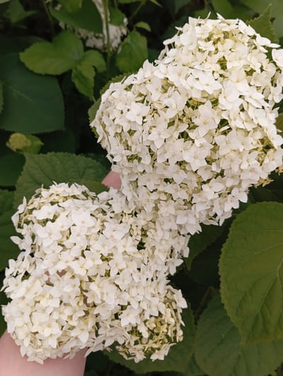 A close-up, outdoor shot shows a person holding two large, white hydrangea flower clusters. The flowers are tightly packed and have small, delicate petals. The background is filled with lush, dark green hydrangea leaves, providing a stark contrast to the white blooms. The image appears to be taken during the daytime, with soft lighting that highlights the texture of the petals. The setting is natural and suggests a garden or park environment.