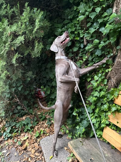 A Weimaraner dog stands on its hind legs, reaching up towards a wall covered in ivy and a tree trunk. The dog is on a concrete path, with fallen leaves and dry grass on the ground. To the left of the dog is a large green bush. To the right, a wooden bench is visible. The dog is wearing a grey collar and is attached to a leash. A red and black bag with white text is visible near the base of the bush. The scene appears to be in a garden or park setting. The location is Kąty Wrocławskie, Poland.