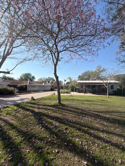 The image depicts a scene in Eshkol Regional Council, Israel, characterized by a sidewalk leading towards a building. Lush green grass covers the ground, littered with purple blossoms, likely fallen from a tree on the left side of the frame. This tree is largely bare of leaves but sports numerous pink flowers on its branches. Shadows cast across the grass suggest a sunny day. Along the sidewalk, smaller buildings are visible, while the main building appears further away with a porch and red chairs. The sky is clear and blue.