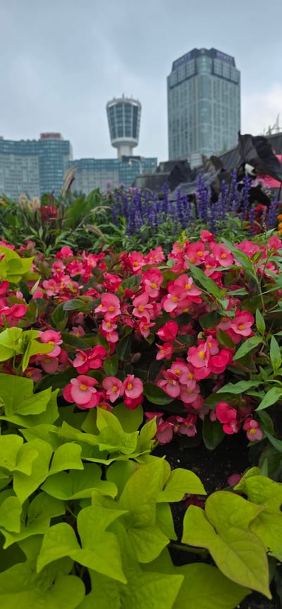 This vertical, eye-level shot features a vibrant floral arrangement in the foreground, with the cityscape of Niagara Falls, Canada, in the background. The flowers are predominantly bright pink begonias, with a few clusters of purple salvia and some chartreuse foliage, possibly sweet potato vine, filling out the planter. Behind the flowers, several tall buildings are visible, including the distinctive Skylon Tower with its observation deck, and a Hyatt hotel. The sky is overcast, suggesting a cloudy day. The focus is sharp on the flowers in the foreground, while the background buildings are slightly blurred. There are no people or animals visible in the image. The scene appears to be part of a well-maintained public garden or park area overlooking the city.