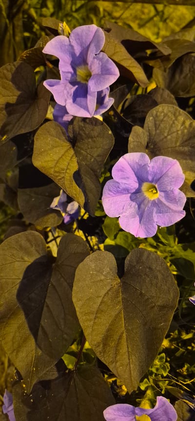 A close-up shot captures several purple flowers and large, dark green leaves against a blurred background of more foliage illuminated by artificial light. The flowers are trumpet-shaped with a yellow center, and their petals are a soft lavender hue. The leaves are broad and heart-shaped with visible veins. The scene appears to be an outdoor setting at night, possibly a garden or park in Saint Petersburg, Russia, judging by the composition of the greenery and the specific type of illumination. There are no people or animals visible in the image.