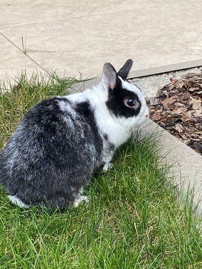 A black and white rabbit is situated in a patch of green grass adjacent to a paved area. The rabbit is positioned near a border of mulch.
