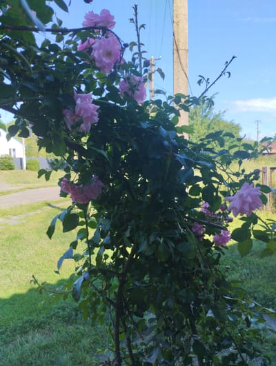 This is a medium-shot, eye-level, vertical photograph taken outdoors in Novoselivka, Ukraine. The foreground is dominated by a large, overgrown rose bush with numerous pink roses and dark green leaves. The bush is trained on a structure, likely an arch or trellis, though only a portion of it is visible. A weathered, concrete utility pole stands to the right of the rose bush, with electrical wires running across the top of the frame. In the background, a white house with a dark roof is partially visible on the left, situated behind a green lawn and a gravel path. The sky is a clear, bright blue with a few wispy white clouds. The overall scene suggests a sunny day in a residential area, likely during the late spring or summer when roses are in bloom. There are no people or animals present in the image.