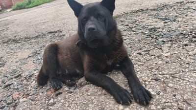 A black dog with erect ears and a dark muzzle lies on a rough, gravelly asphalt surface. The dog's eyes are open and looking towards the camera. The dog is wearing a simple, light-colored collar. The background shows a blurred gray asphalt road with scattered gravel and some green vegetation in the upper left corner. The scene appears to be outdoors in an urban or semi-urban environment.