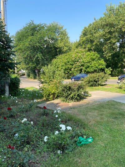 The image depicts a street scene in the city of Iași, Romania, on a clear, sunny day. The foreground features a flowerbed with red and white roses, some with fallen petals. A patch of green grass is adjacent to the flowerbed. Further into the image, a concrete sidewalk or pathway is visible, along with a manhole cover. Beyond the sidewalk, a street curves to the left, lined with mature trees and lush green bushes. A blue sedan is parked on the street, and another dark-colored vehicle is partially visible on the right side of the frame. Traffic signs are present on a pole along the street. The background consists of more trees and a clear blue sky. There are no people visible in the image. A crumpled green plastic bag is lying on the grass in the lower right section of the image.