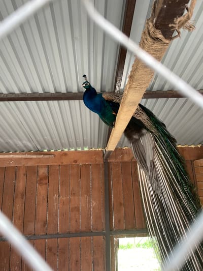 A peacock is prominently featured, perched on a thick beam wrapped in rough, brown twine. The bird's head and neck are a vibrant iridescent blue, and it appears to be looking downwards. Its long, elaborate train of feathers, showcasing shimmering green and bronze hues, is partially fanned out behind it, revealing grey undertail coverts and flight feathers.
The enclosure features two distinct wall materials: the left side is constructed from light grey corrugated metal siding, while the right side is composed of horizontally laid brown wooden planks. Dark metal support beams are visible, framing these walls. A rectangular opening in the wooden wall reveals bright green foliage outside, indicating a daytime setting and an exterior environment beyond the enclosure. Some yellowish foam sealant is visible along the seam where the metal and wooden walls meet.
The image is captured through a blurry white wire fence, which runs diagonally across the foreground, slightly obscuring the view. The perspective is tilted, presenting the scene from an oblique angle. The peacock appears calm, resting on its perch within what seems to be an aviary or pen. The location context is Timofeevka, Russia. No text is visible in the image.