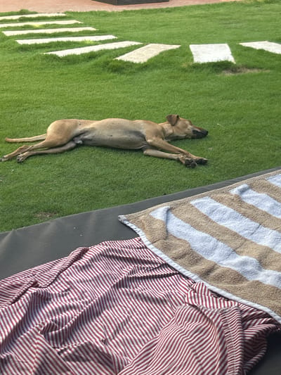 A medium-sized, tan-colored dog is lying down on a vibrant green lawn in Peleana, Sri Lanka. The dog is positioned horizontally across the frame, facing to the right with its eyes closed, suggesting it is asleep. Its front legs are extended forward, and its hind legs are tucked beneath it.
Behind the dog, a path of irregular white stepping stones is visible, embedded in the grass. The stones are staggered and create a visual pathway. The grass appears well-maintained and lush.
In the foreground, partially obscuring the bottom of the frame, are two large, striped towels. The towel closer to the viewer has narrow red and white stripes, while the towel further back has wider stripes of beige and white. These towels are draped over what appears to be a dark surface, possibly outdoor furniture.
The lighting suggests it is daytime, with sunlight casting subtle shadows. The overall scene depicts a tranquil outdoor setting.