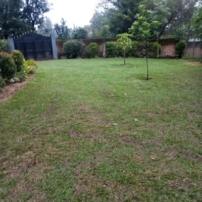 This image displays an outdoor garden or yard in Mahiakalo ward, Kenya. The foreground and midground feature a large, green grass lawn, exhibiting some unevenness and patches of lighter coloration. Along the left side of the lawn, a landscaped border contains various shrubs and smaller green plants. Two young saplings with slender trunks and green leaves are planted in the midground of the lawn. In the background, a low brick wall, reddish-brown in hue, extends horizontally, partially obscured by dense green hedges and shrubs. To the far left of the background, a dark, double-leaf gate, consistent with metal construction, is set into the wall, flanked by light-colored pillars. Above the wall and gate, mature trees with substantial green foliage are visible against an overcast sky. No individuals, animals, or active events are present within the frame.