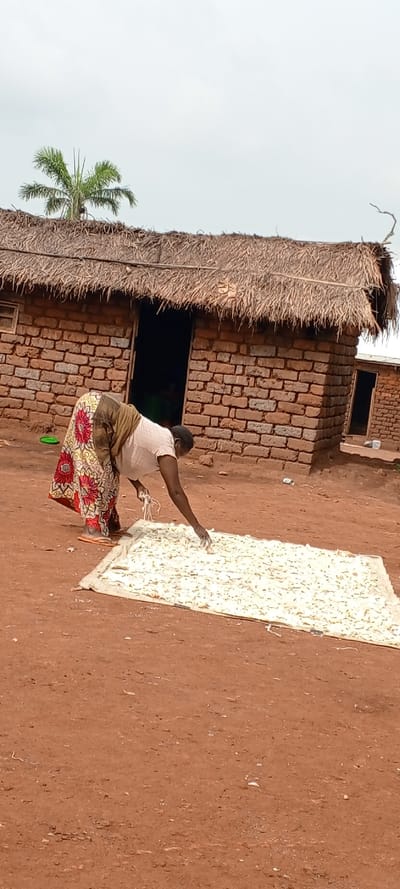 A woman in a patterned skirt and white top bends over a white tarp covered with numerous small, white pieces, presumably cassava or a similar food, drying in the sun. Behind her stands a simple, rectangular brick building with a thatched roof. A palm tree is visible in the background against a cloudy sky. The ground is reddish-brown dirt. The scene appears to depict food processing in a rural setting.