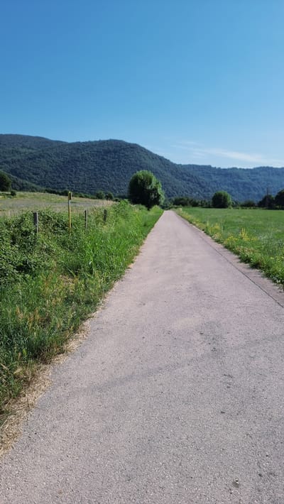 A rural road stretches into the distance, flanked by lush green fields and a dense forest-covered mountain range under a clear blue sky. The road is paved with asphalt and shows signs of wear. On the left side of the road, a wire fence runs along a grassy verge, with wooden posts and a single yellow marker pole. The fields on either side are a vibrant green, with some scattered wildflowers. In the middle ground, two large, rounded trees stand in the fields, and the forest on the mountain slopes is thick and dark. The scene suggests a quiet, natural setting, likely in a rural area such as Sant Joan les Fonts, Spain, given the characteristic landscape. There are no people or animals visible in the image.